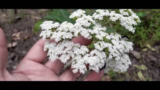 Ageratina altissima planta con olor a crema de coco😯 [upl. by Jandy]