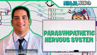 Neurology  Parasympathetic Nervous System [upl. by Ahseki]