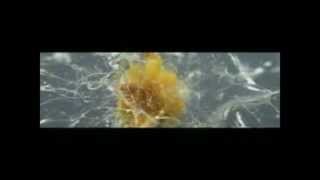 Slow Motion Bullet  Zeitlupe Gewehrkugel  Cool D [upl. by Sheela]