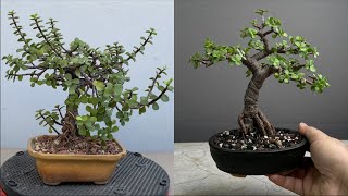 Making Dwarf Jade Shohin Bonsai  Pruning  Repotting  Restoring [upl. by Esetal421]