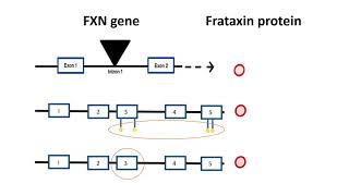 Understanding the Genetics of Friedreichs Ataxia [upl. by Ynolem]