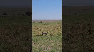 Serval Cat  Leptailurus serval Masai Mara National ReserveKenyaOctober 2024 [upl. by Ylime161]