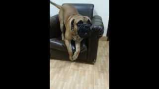 Bull mastiff Barking The Real Sound of BullMastiff [upl. by Arodasi]