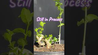 The concept of making a new style bonsai tree [upl. by Maurie72]