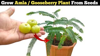 How to grow Amla  Gooseberry Plant From Seeds at home FULL UPDATE  English subtitles [upl. by Ladd]