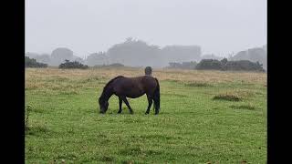 Okehampton trek to Beardown Farm and back Dartmoor with a weekend with friends karensgonewild 😁 [upl. by Rozina465]