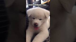 秋田犬を迎えようか考えてる方へ🎶【秋田犬】【akita puppy】 [upl. by Mainis838]