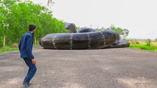 Anaconda Snake Attack In Real Life [upl. by Kcaj]