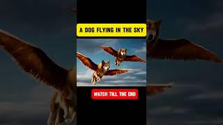 A Dog flying In The Skydog doglover [upl. by Diamond]