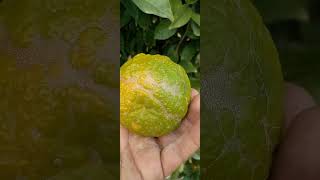 Damage of thrips pest on orange fruit fruiting garden باغ کشاورزی پول [upl. by Olimac]