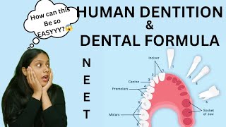 Human Dentition 🦷amp DENTAL FORMULA  Thecodont  diphyodont heterodont  NEET  humera [upl. by Stultz226]