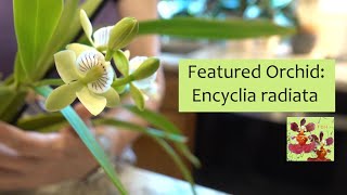 Featured Orchid Encyclia Prosthechea radiata  Easy to Grow Species Orchid  Fragrant Orchid [upl. by Josefina811]