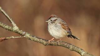 Swamp Sparrow [upl. by Shargel]