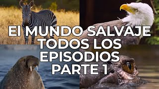 El Mundo Salvaje Todos los Episodios Parte 1  Free Documentary Nature  Español [upl. by Oker]