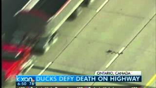 Ducks defy death on highway [upl. by Ahseen437]