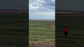 North Dakota Sharp tail grouse in the regrowth fields upland shotgun hunting hunter northdakota [upl. by Karolyn505]