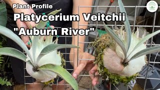 Platycerium Veitchii Auburn River Ep117 [upl. by Sidon]