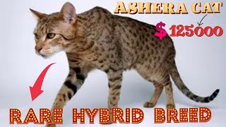 Ashera Cat  Expensive Rarest Hybrid Cats In The World [upl. by Calabresi]