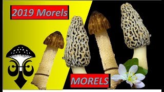 First Morel in 2019  Maryland USA  Morchella sp and Gyromitra [upl. by Portwine]