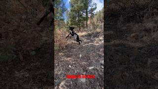 Giant Schnauzer burning up some energy in Colorado [upl. by Ymma]