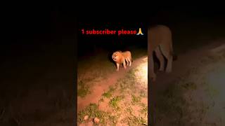 Lion Night🦁 Real Voice Of Lion  drstargold shorts viral [upl. by Lela238]