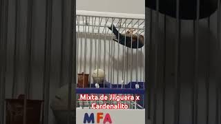 MIXTA DE JILGUERA X CARDENALITO DE VENEZUELA CLÁSICO AVIARIOMFA [upl. by Tihw145]