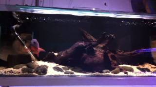 Aquarialands Mangrove Jack Display Aquarium [upl. by Sedruol]