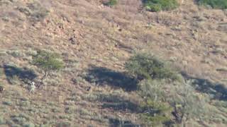 Jarbidge Wilderness Elk [upl. by Adnuhsor]