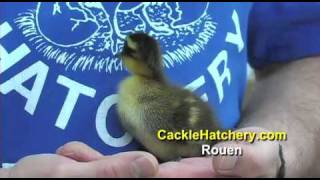 Baby Ducklings for Sale  Rouen Duck Breed  Cackle Hatchery [upl. by Cassaundra]