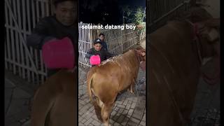 selamat datang boypeternakmuda sapi cow shortvideo peternakansapi sapijumbo fyp status [upl. by Einor852]