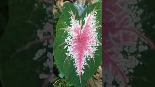 Leaf plantyoutube shorts nature [upl. by Casta]