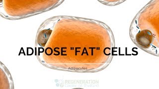 Types of Adipose Tissue Adipocytes and Fat Stem Cells [upl. by Arit]