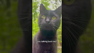 Cats on the farm🤣🤣 shortvideo cat mycatchannel funny petschannel yourcat catchannel yourpet [upl. by Ilrebma]