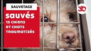 Une quinzaine de chiens et chats traumatisés sauvés par la Fondation 30 Millions d’Amis [upl. by Chev]