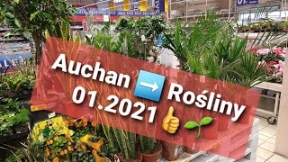 🌱Rośliny kwiaty w Auchan Promocje 👌 przeceny roślin doniczkowych ziemia nasiona 🌱👍 Odc 1262 [upl. by Edwards]