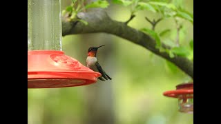 Mondays with Martha 214  Rubythroated Hummingbird [upl. by Charters]