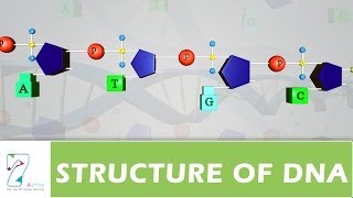 STRUCTURE OF DNA [upl. by Ahsataj]