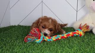 Cavapoo Puppy Aquaria SD 480p [upl. by Ofilia850]