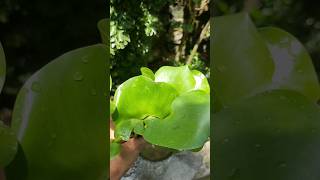 കുളവാഴ  Water Hyacinth  In homegarden  Propagation gardening waterhyacinth waterplant [upl. by Eissirc]