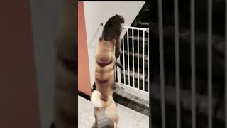 cat teased by dog shorts viral cat funnycats [upl. by Maxfield]