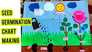 Seed Germination School Project Model l Seed Germination chart making l Seed Germination [upl. by Japha350]