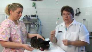 How to Give a Cat Subcutaneous Fluids at Home [upl. by Nylorahs325]