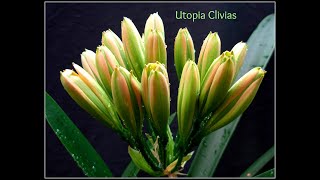 Green Clivias at Utopia Clivias [upl. by Atinad]