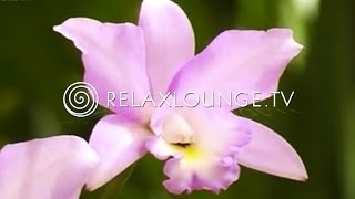 Hintergrundmusik  Ruhig Harmonie Musik zum Lernen Natur  ORCHIDEEN [upl. by Ahslek]