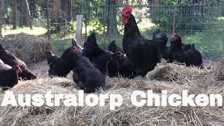 Chicken Breed Analysis The Australorp [upl. by Eessej]