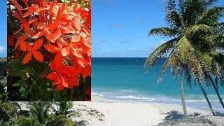 REGGAE  BARBADOS   A Typically Tropical song   Oldies Refreshed [upl. by Aldus]