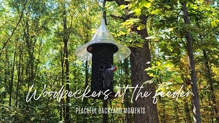 Woodpeckers at the Feeder in a Peaceful Backyard Setting 4K Video [upl. by Ayek804]