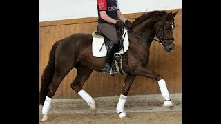 SOLD 2013 Hanoverian stallion by Floriscount 162 hh wwwsporthorsesonlinecom [upl. by Enicar94]