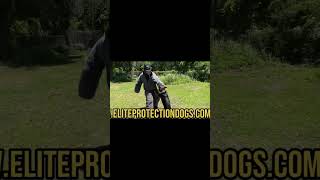 Elite Family and Personal Protection Dog  Off Leash Controll [upl. by Manly743]