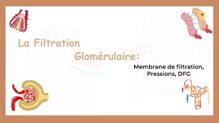 La Filtration Glomérulaire Membrane De Filtration Pressions et DFGSystème Urinaire [upl. by Asseniv]